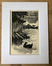 Vintage wood engraving print 