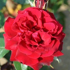 Bush Rose, Loving Memories, 4L Pot, Fragrant Velvet Red Roses, Repeat Flowering