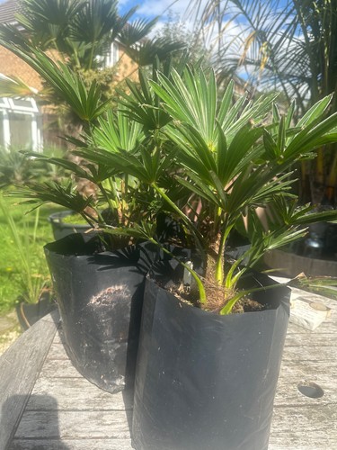 Trachycarpus wagnerianus palm - ,