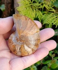 Nautilus fossil top quality - nautilus,