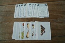 South african butterflies - african,