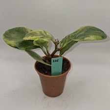 Peperomia obtusifolia