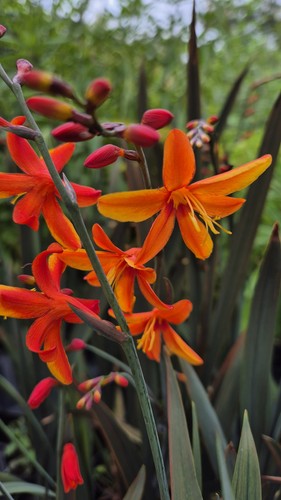 Crocosmia bressingham dark - crocosmia,