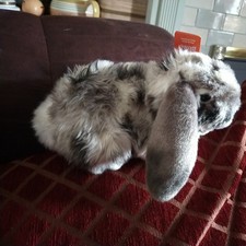 Lop Eared Rabbit Soft Toy  by Living Nature.  Length 11" tip of tail to nose 