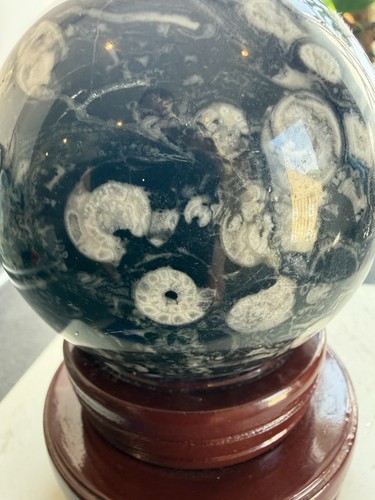 Large 14kg 10cm fossil - large,