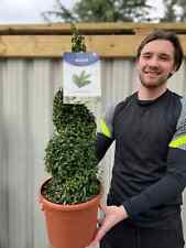 Buxus Topiary Plant Spiral Box Sempervirens Evergreen Shrub Bush 5L Pot 70-80cm