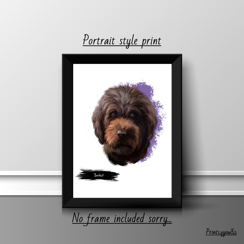 Barbet dog pet picture - barbet,