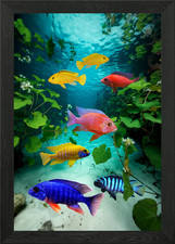 African Cichlids Peacock Mbuna Cich Framed Wall Art Poster Canvas Print Picture
