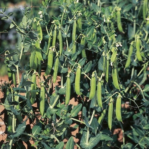 Pea ambassador 250 seeds - -,