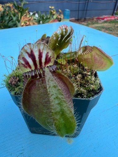 Cephalotus follicularis - cephalotus,