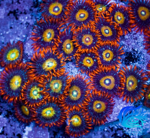 Tug circus freak zoanthids - circus,