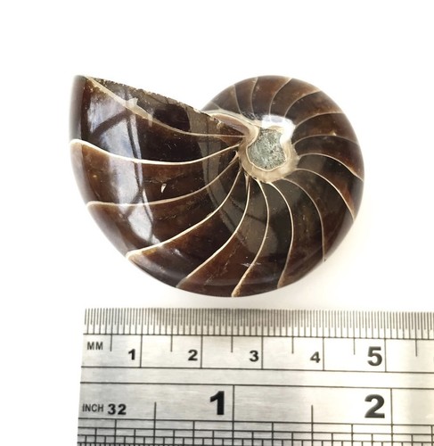 Fossil nautilus best - nautilus, #5