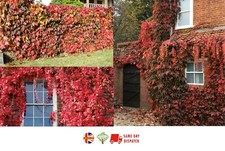 Virginia Creeper |