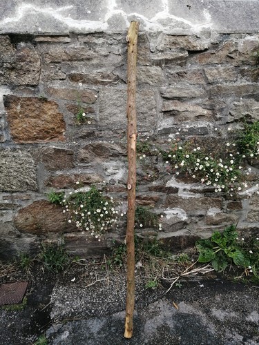 English yew log 5 - log–, 71.