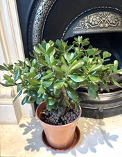 Jade Money Succulent Feng Shui Plant, Green Health H:52cm W:48cm with Clay Balls