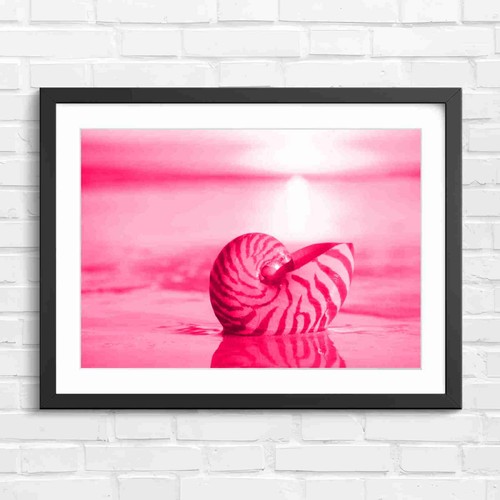 Nautilus shell sunset - shell,
