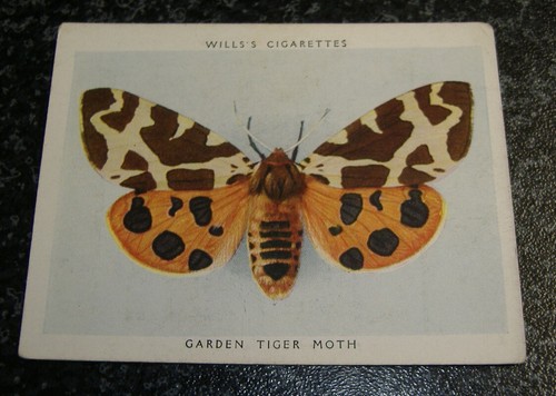 Wills butterflies - wills, (large)