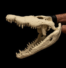 Crocodile Skull Replica Large