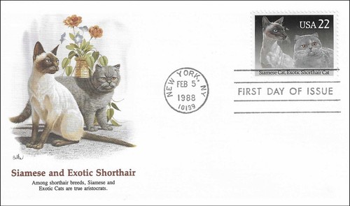 Siamese and exotic shorthair - and,