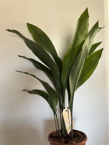 Quality aspidistra plant - aspidistra, 70cm