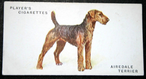 Airedale terrier vintage 1931 - vintage,