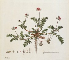 Antique Botanical Print  HARDY GERANIUM  Curtis Large Flora Londinensis 1777