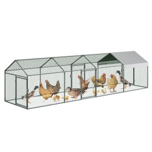Walk chicken run poultry - chicken,