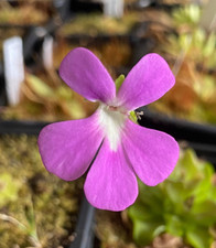 Pinguicula “Tempa” -