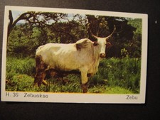 DANDY GUM WILD ANIMALS DANISH