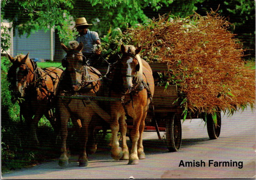 Amish horse drawn farm - amish, wagon