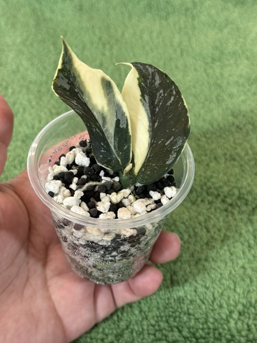 Hoya polyneura jasminka