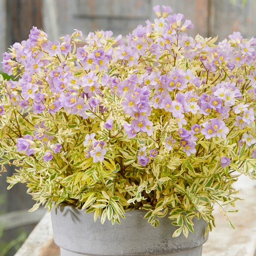 Polemonium golden feathers - golden,