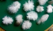 Natural feathers x5 SMALL WHITE +GREY PIGEON UK feathers, 4 CRAFTS FREE UK P&P