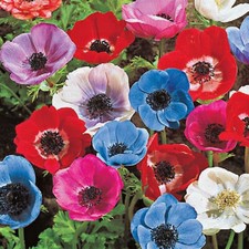ANEMONE DE CEAN FLOWERS BULBS CORMS SUMMER FRAGRANT COLOURING GARDENS PLANTS