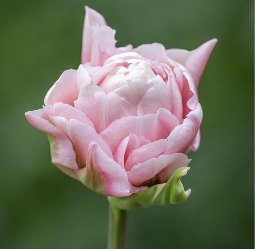 10x peach blossom - 10x, double