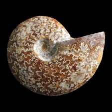 A Grade Polished Ammonite –