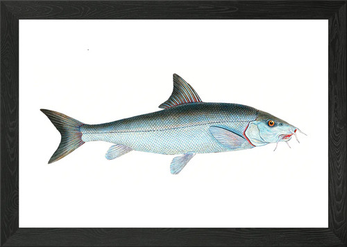 Barbel cyprinus barbus framed - cyprinus,
