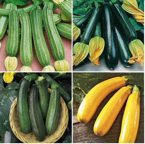 Mix courgette plug - mix,