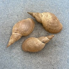 Lymnaea stagnalis appressa Lot