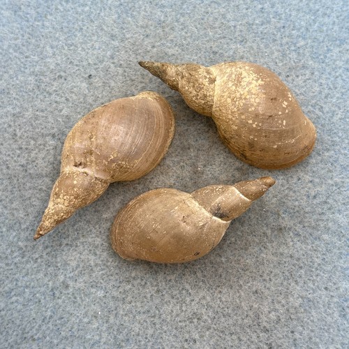 Lymnaea stagnalis appressa lot - stagnalis,
