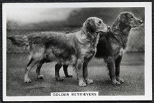 GOLDEN RETRIEVER SENIOR SERVICE DOGS SERIES 1939 DOG CIGARETTE CARD #38