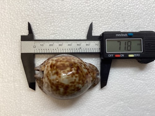 Cypraea stercoraria cowrie - stercoraria,