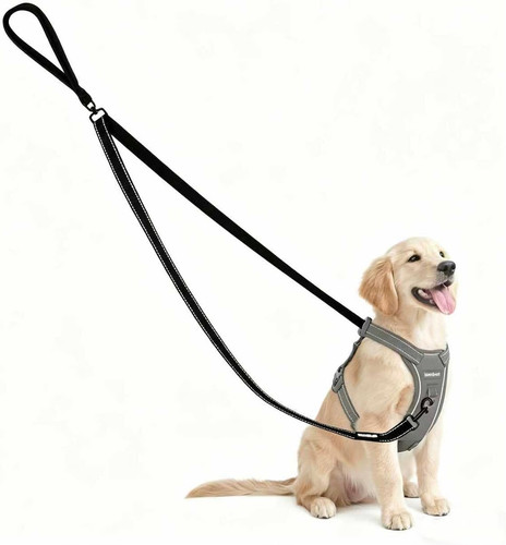 Pull dog lead - dog, with