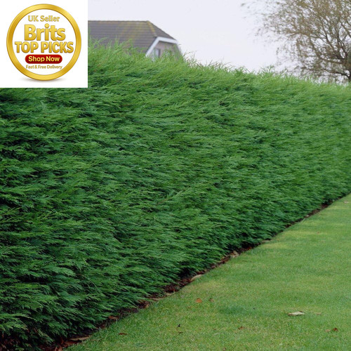 Green leylandii evergreen - green,