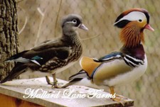 Mandarin Duck Ultimate Package