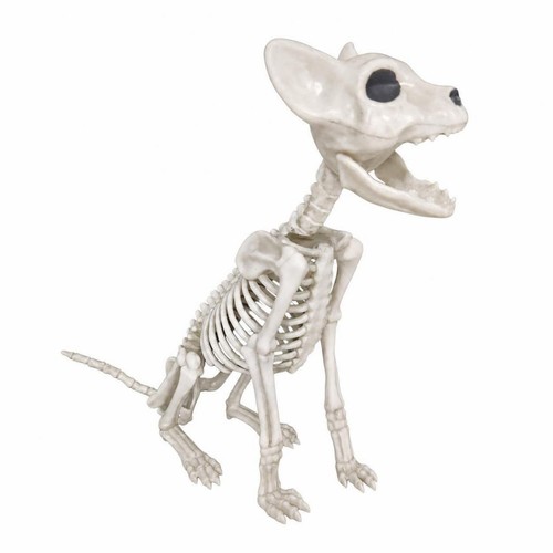 Skeleton cat with movable - with,