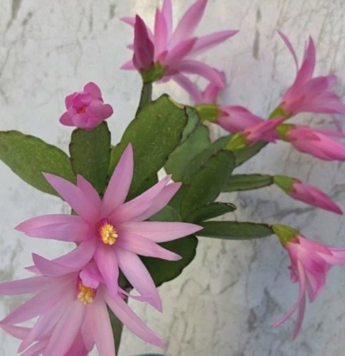 Rooted pink easter - pink, cactus