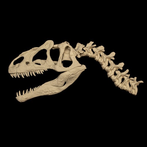 Allosaurus skull wall mount - allosaurus,