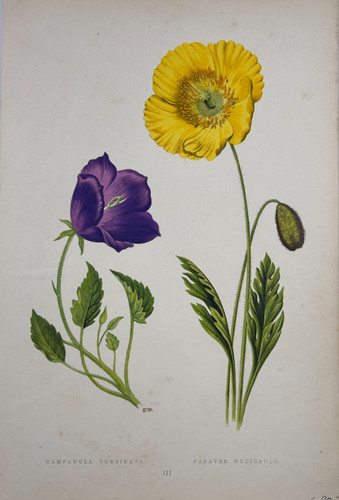 David wooster campanula - david,