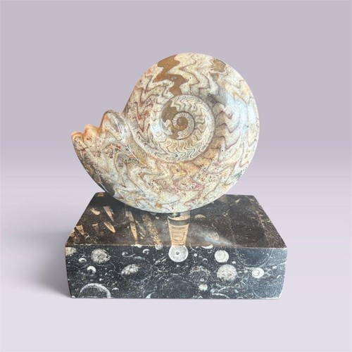Goniatite fossil orthoceras - goniatite,